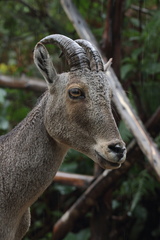 Nilgiritragus hylocrius