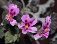 Pelargonium echinatum