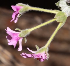 Pelargonium echinatum