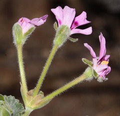 Pelargonium echinatum