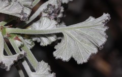 Pelargonium echinatum