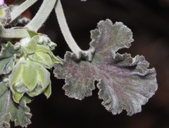 Pelargonium echinatum