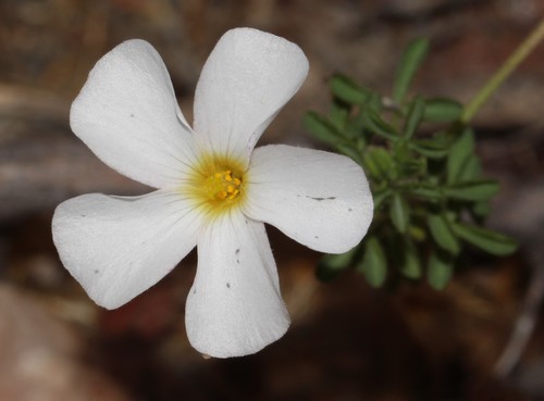 Oxalis campylorhiza (Oxalis campylorhiza)