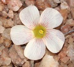 Oxalis pulchella