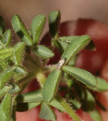 Oxalis campylorrhiza