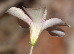 Oxalis campylorrhiza