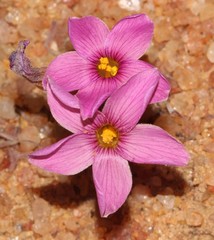 Oxalis exserta