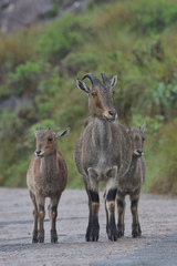 Nilgiritragus hylocrius