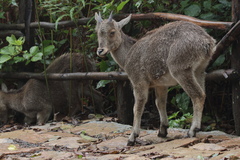 Nilgiritragus hylocrius