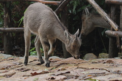 Nilgiritragus hylocrius