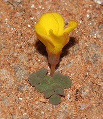 Oxalis bullulata