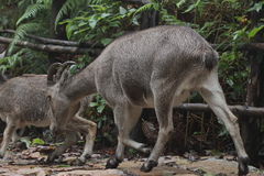 Nilgiritragus hylocrius