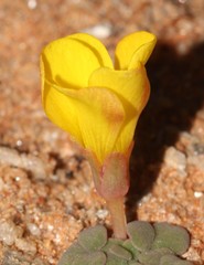 Oxalis bullulata