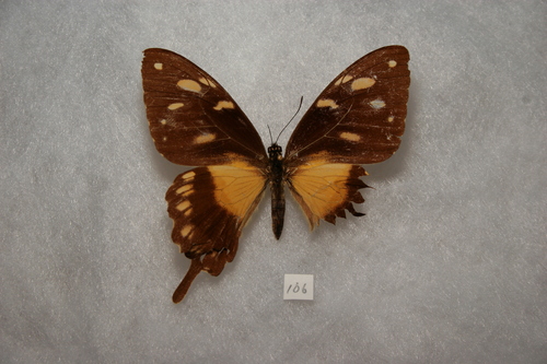 Papilio dardanus antinorii