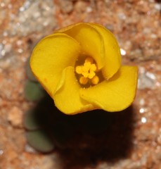 Oxalis bullulata