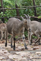 Nilgiritragus hylocrius