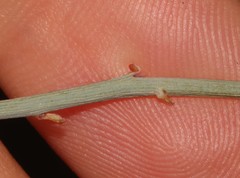 Hermbstaedtia glauca