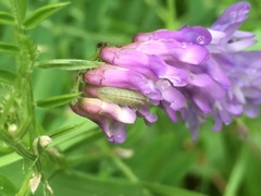 Glaucopsyche lygdamus