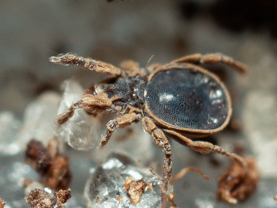 Allodamaeus