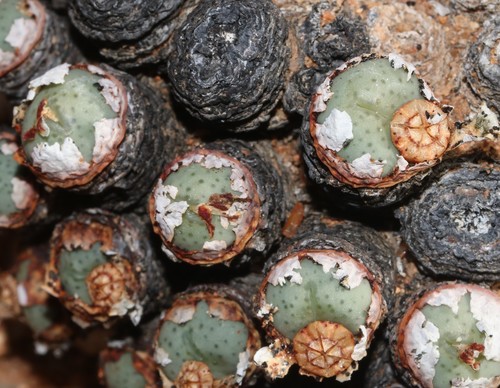 Conophytum flavum