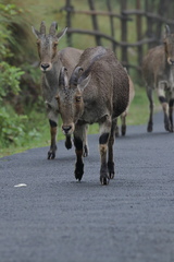 Nilgiritragus hylocrius