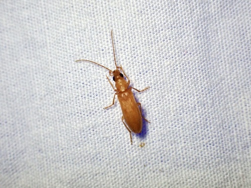 Paroxacis debilis