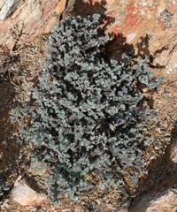 Pelargonium echinatum