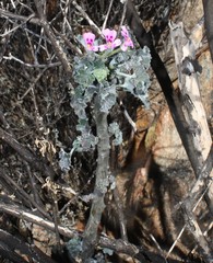 Pelargonium echinatum