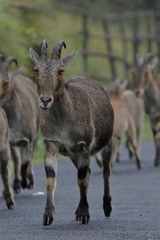 Nilgiritragus hylocrius