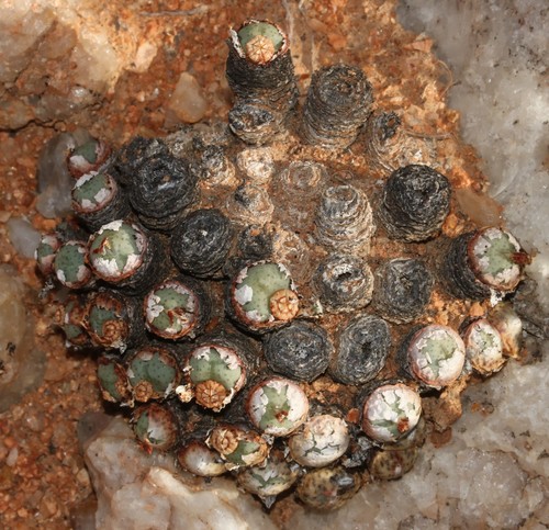 Conophytum flavum
