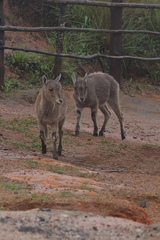 Nilgiritragus hylocrius