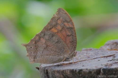 Tropical Leafwing photo 5