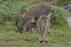 Nilgiritragus hylocrius
