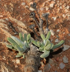 Mitrophyllum