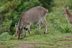 Nilgiritragus hylocrius