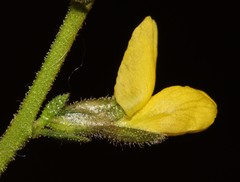 Melolobium adenodes