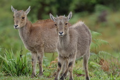 Nilgiritragus hylocrius