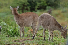 Nilgiritragus hylocrius