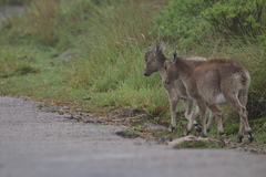 Nilgiritragus hylocrius