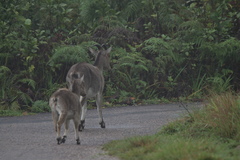 Nilgiritragus hylocrius