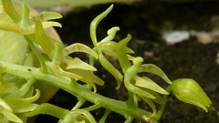 Notylia pubescens