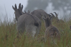 Nilgiritragus hylocrius