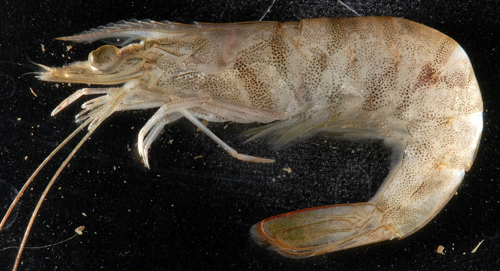 northern pink shrimp