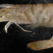 Pink Shrimp - Photo (c) Smithsonian Environmental Research Center, some rights reserved (CC BY)