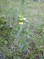 Rhinanthus serotinus aestivalis