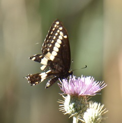Papilio indra