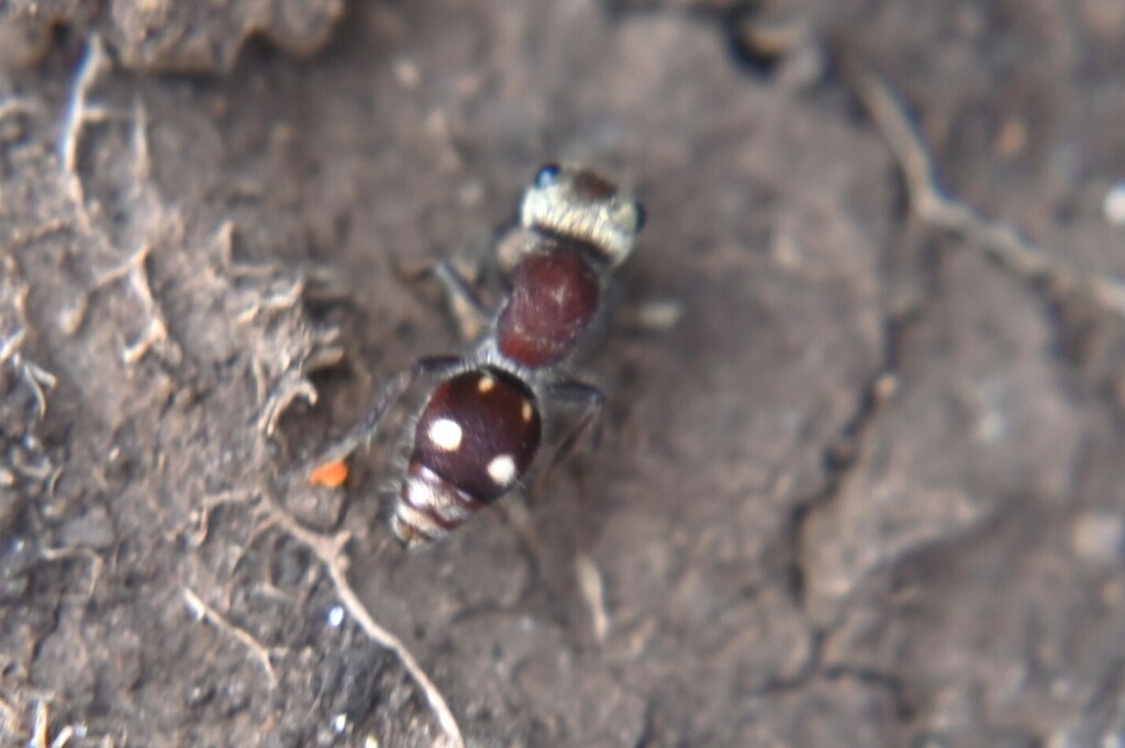Pseudomethoca quadrinotata