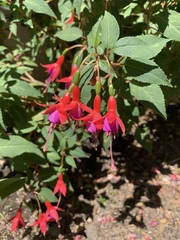 Fuchsia × hybrida