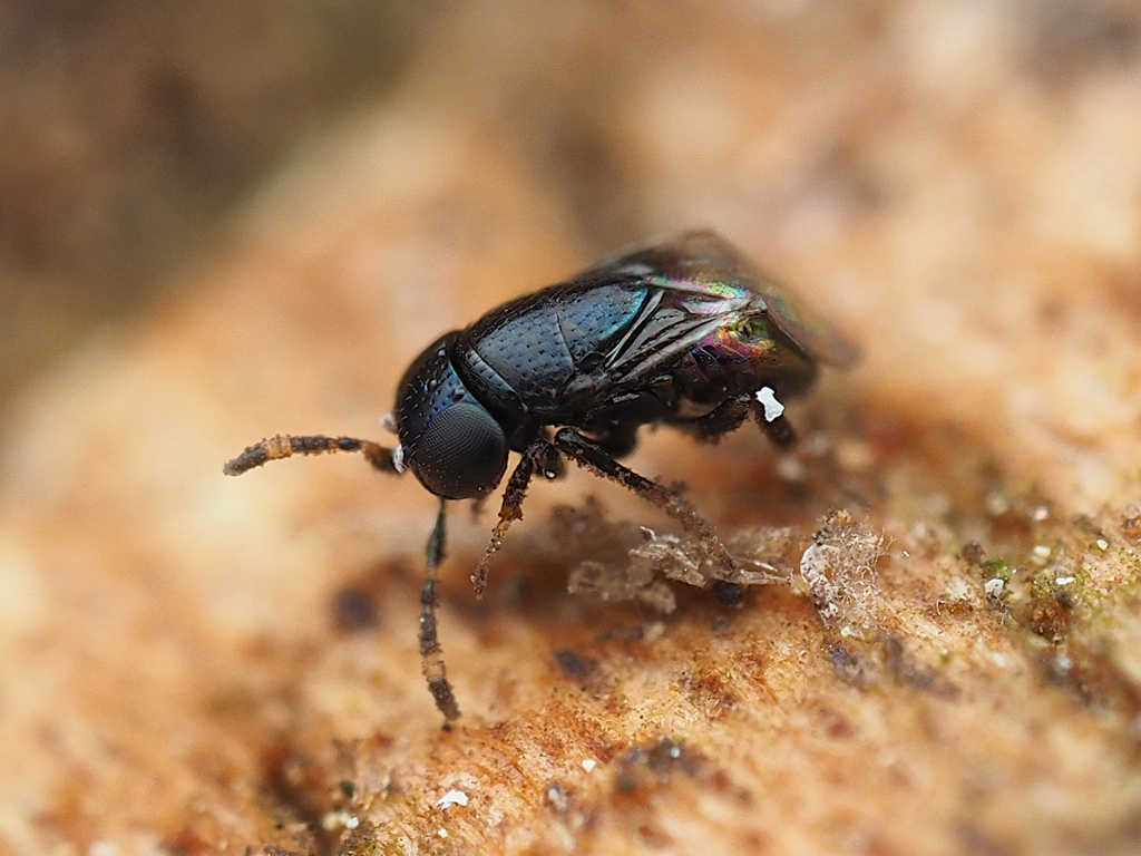 Pentelicus confusus