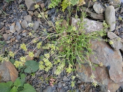 Asperula molluginoides